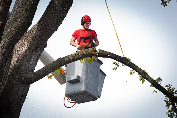 Why Choose Our Tree Removal Services in Payson, UT?